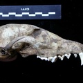 Crâne : vue latérale droite (6998 visites) Vulpes vulpes - AdulteCollection : Maison Méditerranéenne des Sciences de l'Homme (MMSH) / Brugal ... Crâne : vue latérale droite