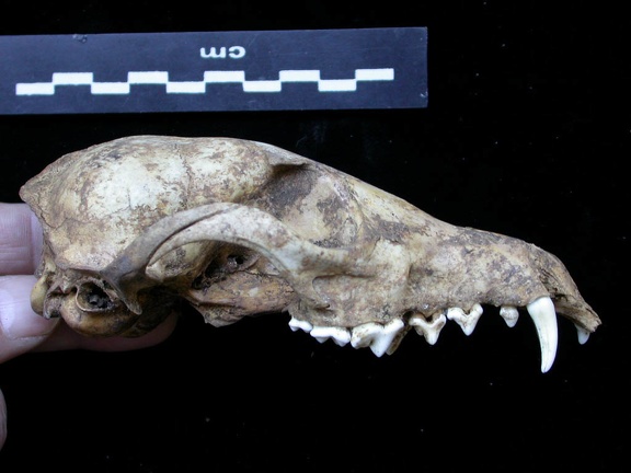 Crâne : vue latérale droite (6998 visites) Vulpes vulpes - AdulteCollection : Maison Méditerranéenne des Sciences de l'Homme (MMSH) / Brugal ... Crâne : vue latérale droite