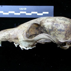 Crâne : vue latérale gauche (6922 visites) Vulpes vulpes - AdulteCollection : Maison Méditerranéenne des Sciences de l'Homme (MMSH) / Brugal ... Crâne : vue latérale gauche