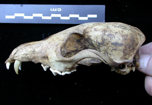 Skull: left side sight