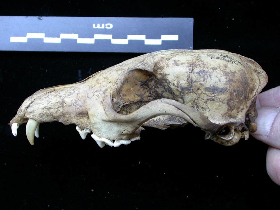 Crâne : vue latérale gauche (6912 visites) Vulpes vulpes - AdulteCollection : Maison Méditerranéenne des Sciences de l'Homme (MMSH) / Brugal ... Crâne : vue latérale gauche