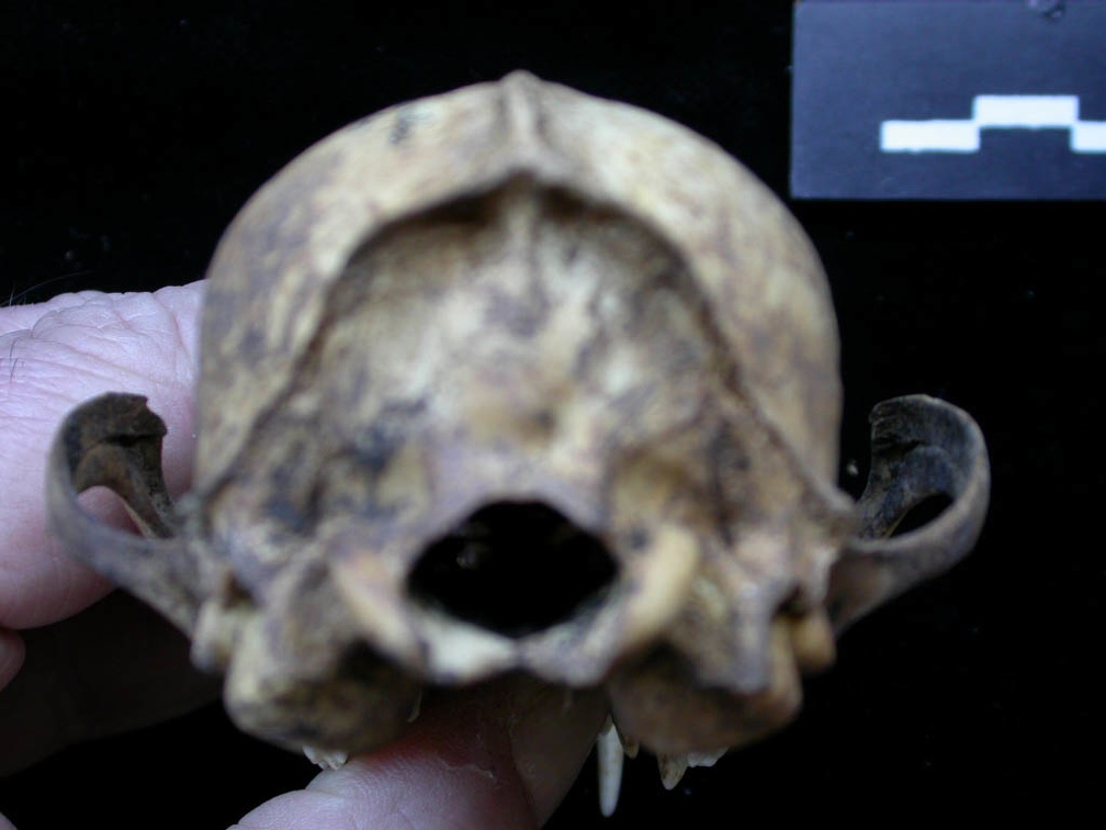 Skull: posterior view