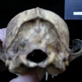 Skull: posterior view