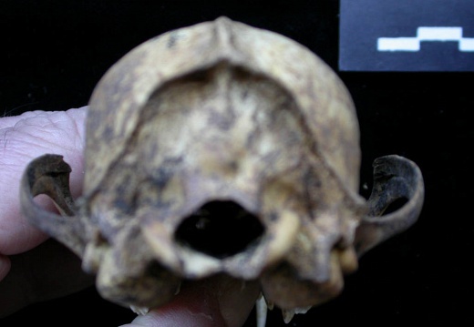 Skull: posterior view