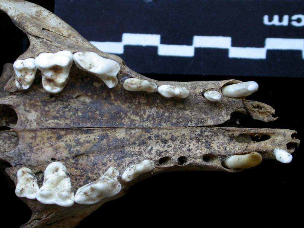 Crâne : maxillaires et os incisif (6879 visites) Vulpes vulpes - AdulteCollection : Maison Méditerranéenne des Sciences de l'Homme (MMSH) / Brugal ... Crâne : maxillaires et os incisif