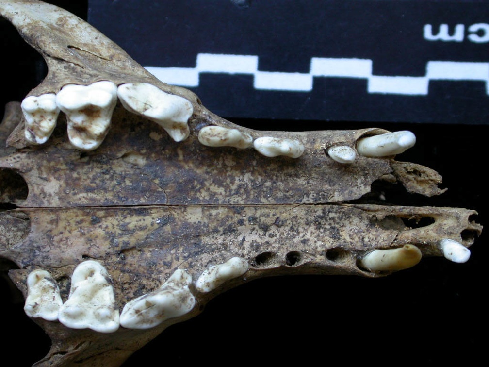 Skull: jawbones and incisive bone