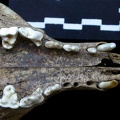 Crâne : maxillaires et os incisif (6913 visites) Vulpes vulpes - AdulteCollection : Maison Méditerranéenne des Sciences de l'Homme (MMSH) / Brugal ... Crâne : maxillaires et os incisif