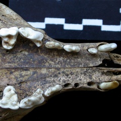 Crâne : maxillaires et os incisif (6982 visites) Vulpes vulpes - AdulteCollection : Maison Méditerranéenne des Sciences de l'Homme (MMSH) / Brugal ... Crâne : maxillaires et os incisif
