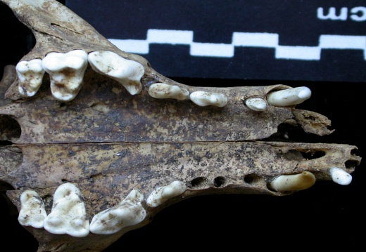 Skull: jawbones and incisive bone (6067 visits) Vulpes vulpes - AdultCollection: Maison Méditerranéenne des Sciences de l'Homme (MMSH) / Brugal (... Skull: jawbones and incisive bone