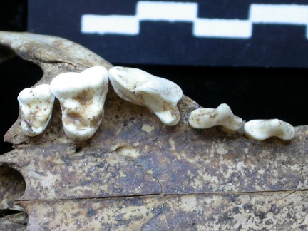Dentition supérieure (6787 visites) Vulpes vulpes - AdulteCollection : Maison Méditerranéenne des Sciences de l'Homme (MMSH) / Brugal ... Dentition supérieure