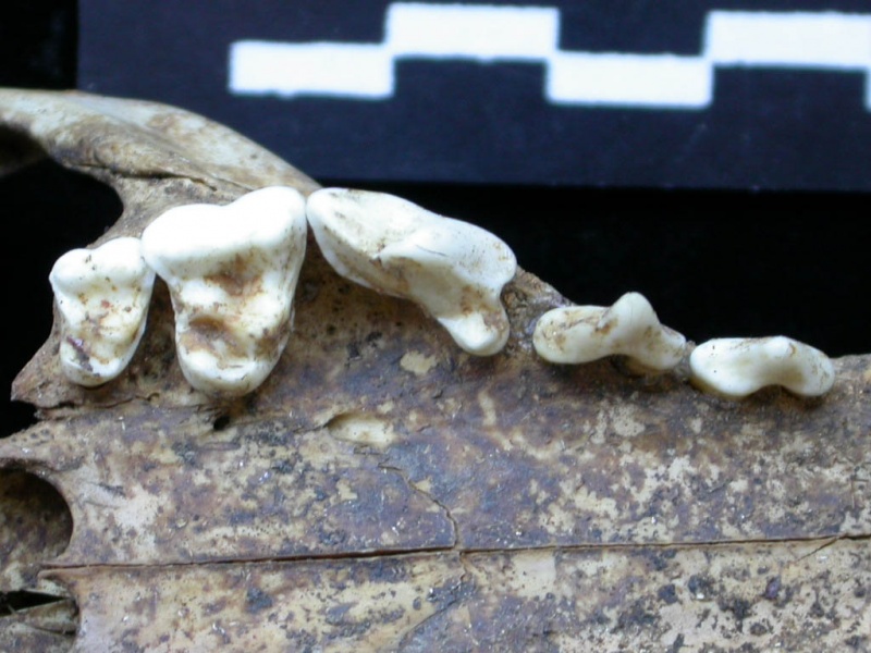 Vv-dentsup2.JPG