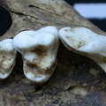 Dentition supérieure (6950 visites) Vulpes vulpes - AdulteCollection : Maison Méditerranéenne des Sciences de l'Homme (MMSH) / Brugal ... Dentition supérieure