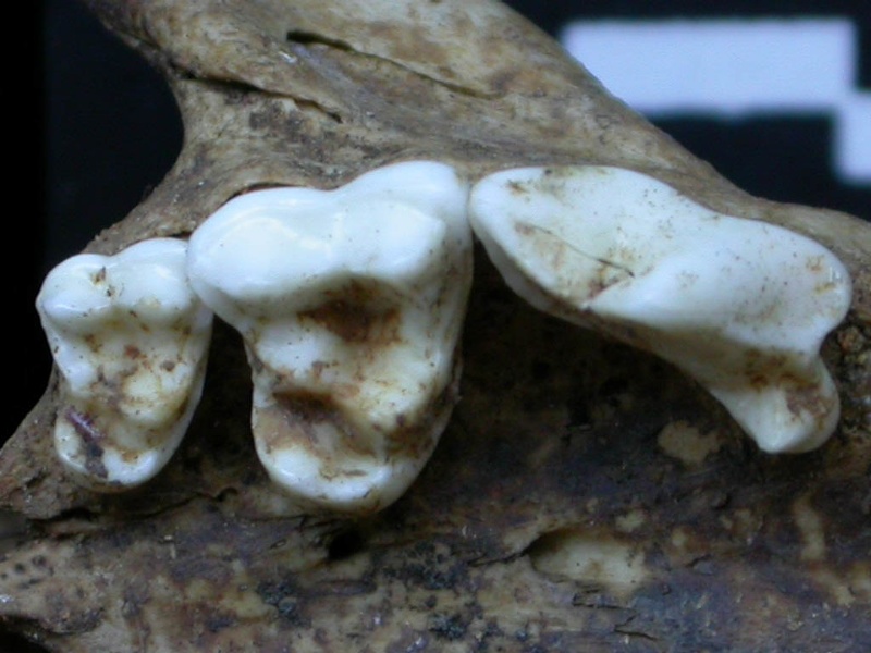 Dentition supérieure (6866 visites) Vulpes vulpes - AdulteCollection : Maison Méditerranéenne des Sciences de l'Homme (MMSH) / Brugal ... Dentition supérieure