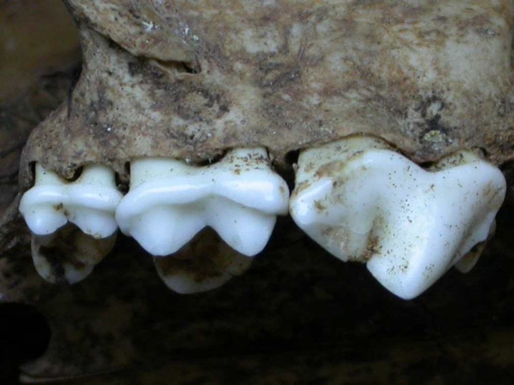 Dentition supérieure (6637 visites) Vulpes vulpes - AdulteCollection : Maison Méditerranéenne des Sciences de l'Homme (MMSH) / Brugal ... Dentition supérieure