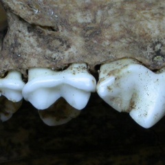 Dentition supérieure (6681 visites) Vulpes vulpes - AdulteCollection : Maison Méditerranéenne des Sciences de l'Homme (MMSH) / Brugal ... Dentition supérieure