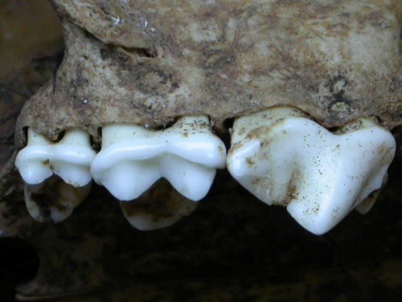 Dentition supérieure (6631 visites) Vulpes vulpes - AdulteCollection : Maison Méditerranéenne des Sciences de l'Homme (MMSH) / Brugal ... Dentition supérieure