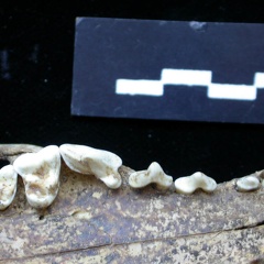 Dentition supérieure (7063 visites) Vulpes vulpes - AdulteCollection : Maison Méditerranéenne des Sciences de l'Homme (MMSH) / Brugal ... Dentition supérieure