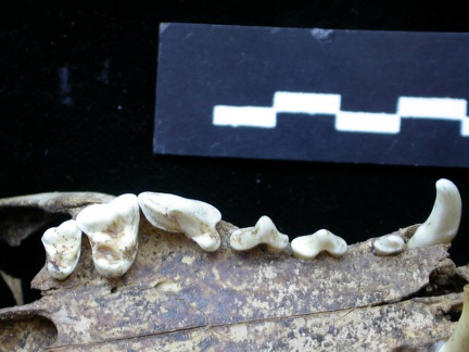 Dentition supérieure (7015 visites) Vulpes vulpes - AdulteCollection : Maison Méditerranéenne des Sciences de l'Homme (MMSH) / Brugal ... Dentition supérieure