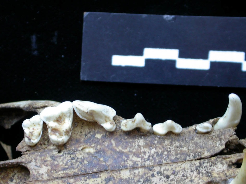 Dentition supérieure (7014 visites) Vulpes vulpes - AdulteCollection : Maison Méditerranéenne des Sciences de l'Homme (MMSH) / Brugal ... Dentition supérieure