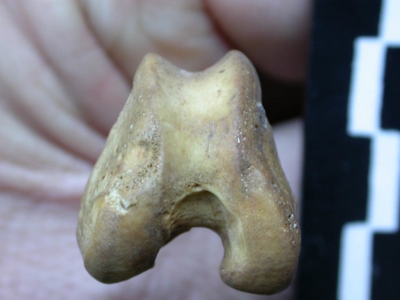 Femur: distal part (6369 visits) Vulpes vulpes - Young adult - Right elementCollection: Maison Méditerranéenne des Sciences de l'H... Femur: distal part
