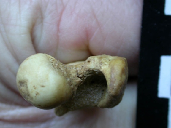 Femur: proximale part (6224 visits) Vulpes vulpes - Young adult - Right elementCollection: Maison Méditerranéenne des Sciences de l'H... Femur: proximale part