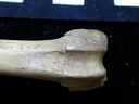 Femur: distal part