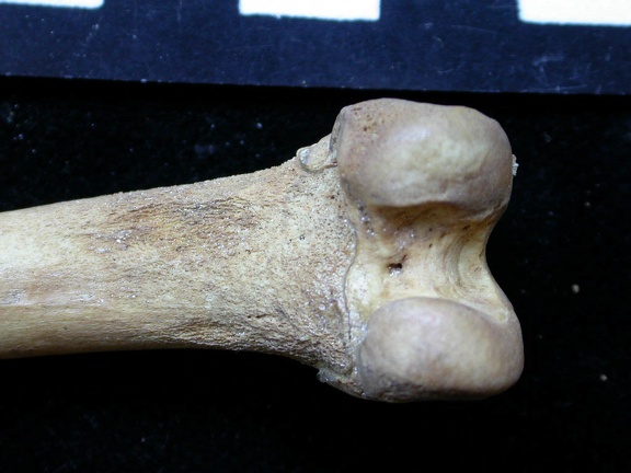 Femur: distal part (6691 visits) Vulpes vulpes - Young adult - Right elementCollection: Maison Méditerranéenne des Sciences de l'H... Femur: distal part