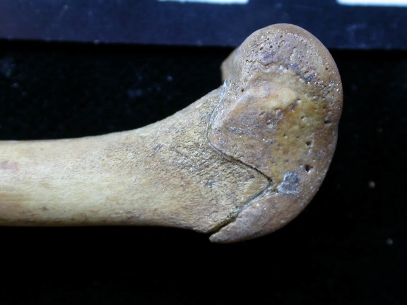 Femur: distal part (6345 visits) Vulpes vulpes - Young adult - Right elementCollection: Maison Méditerranéenne des Sciences de l'H... Femur: distal part