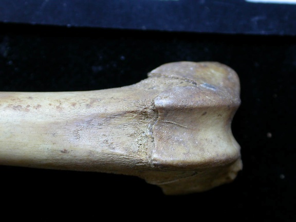 Femur: distal part (6523 visits) Vulpes vulpes - Young adult - Right elementCollection: Maison Méditerranéenne des Sciences de l'H... Femur: distal part