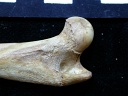 Femur: proximale part