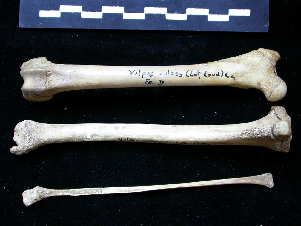 Fémur, tibia et fibula (11439 visites) Vulpes vulpes - Jeune adulte - Éléments droitsCollection : Maison Méditerranéenne des Sciences d... Fémur, tibia et fibula