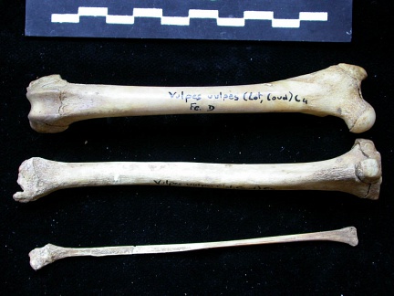  Femur, tibia and fibula