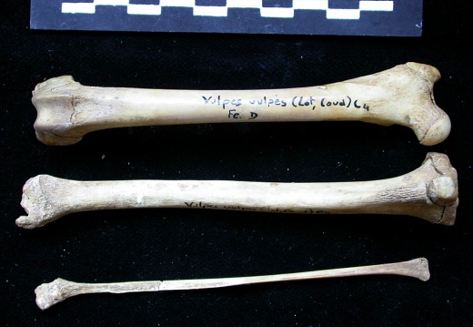  Femur, tibia and fibula