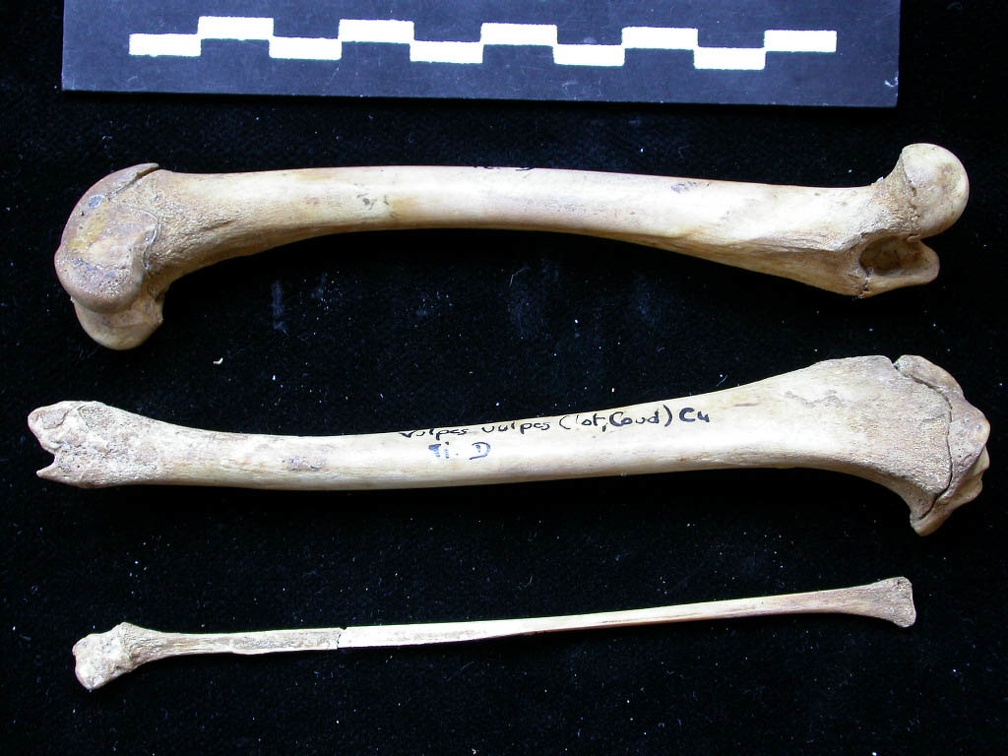 Fémur, tibia et fibula (11185 visites) Vulpes vulpes - Jeune adulte - Éléments droitsCollection : Maison Méditerranéenne des Sciences d... Fémur, tibia et fibula