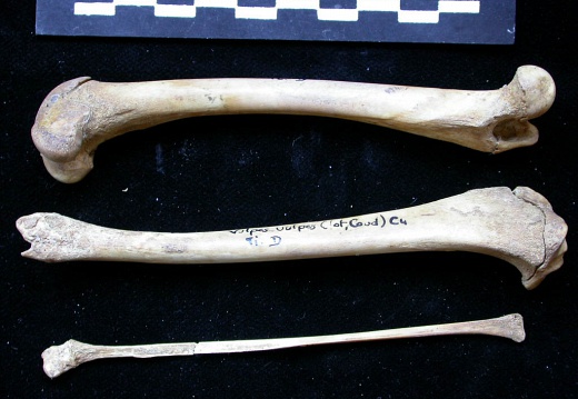  Femur, tibia and fibula