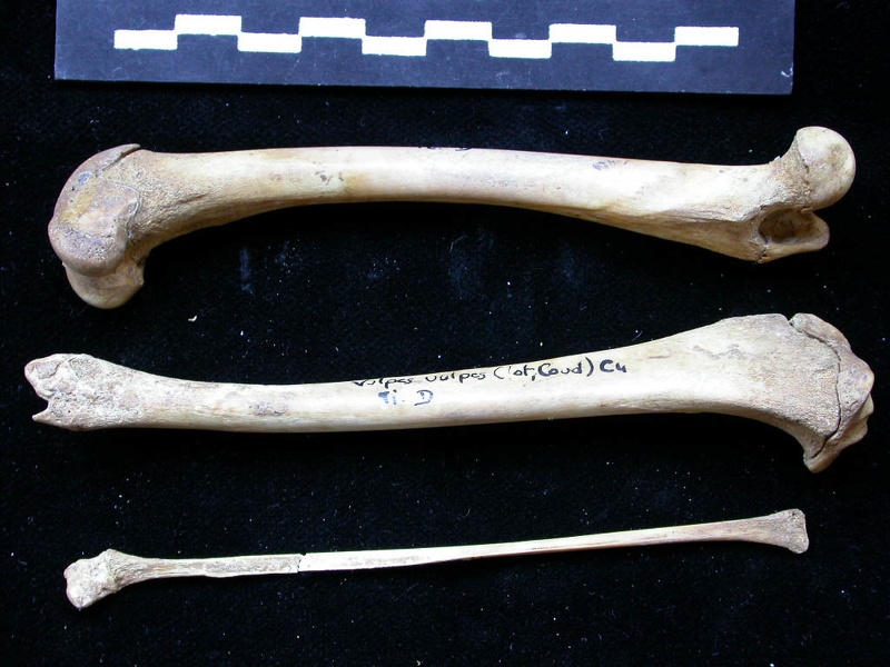 Fémur, tibia et fibula (11333 visites) Vulpes vulpes - Jeune adulte - Éléments droitsCollection : Maison Méditerranéenne des Sciences d... Fémur, tibia et fibula