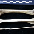 Fémur, tibia et fibula (11295 visites) Vulpes vulpes - Jeune adulte - Éléments droitsCollection : Maison Méditerranéenne des Sciences d... Fémur, tibia et fibula
