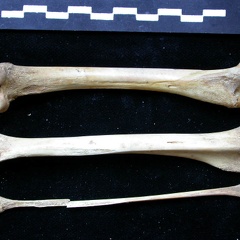 Femur, tibia and fibula (11270 visits) Vulpes vulpes - Young adult - Right elementsCollection: Maison Méditerranéenne des Sciences de l'... Femur, tibia and fibula