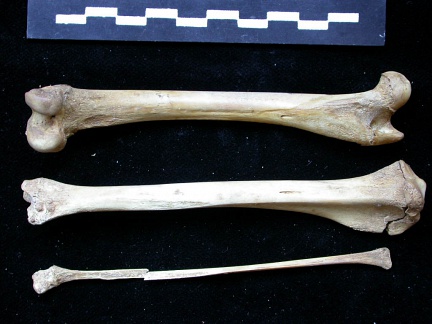 Fémur, tibia et fibula (11384 visites) Vulpes vulpes - Jeune adulte - Éléments droitsCollection : Maison Méditerranéenne des Sciences d... Fémur, tibia et fibula