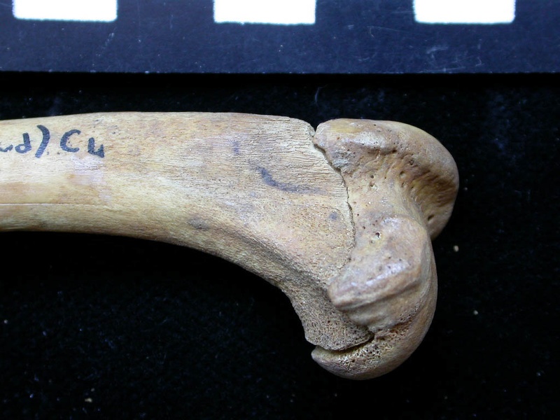 Humerus: proximale part (6641 visits) Vulpes vulpes - Young adult - Right elementCollection: Maison Méditerranéenne des Sciences de l'H... Humerus: proximale part