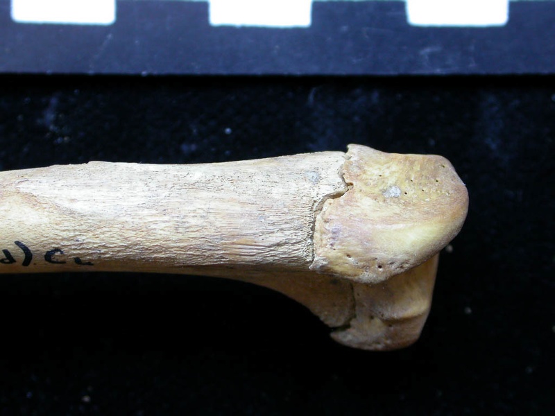 Humerus: proximale part (6200 visits) Vulpes vulpes - Young adult - Right elementCollection: Maison Méditerranéenne des Sciences de l'H... Humerus: proximale part