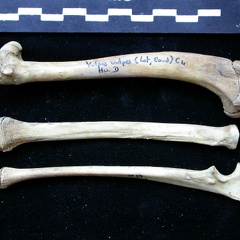 Humérus, radius et ulna (11190 visites) Vulpes vulpes - Jeune adulte - Éléments droitsCollection : Maison Méditerranéenne des Sciences d... Humérus, radius et ulna