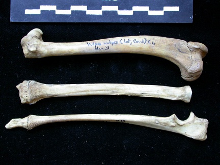 Humérus, radius et ulna (10974 visites) Vulpes vulpes - Jeune adulte - Éléments droitsCollection : Maison Méditerranéenne des Sciences d... Humérus, radius et ulna