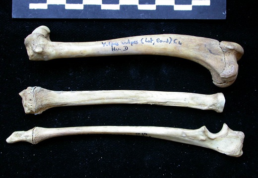 Humérus, radius et ulna (10973 visites) Vulpes vulpes - Jeune adulte - Éléments droitsCollection : Maison Méditerranéenne des Sciences d... Humérus, radius et ulna