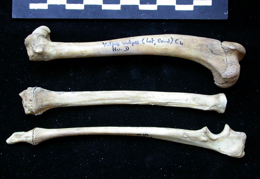 Humerus,radius and ulna