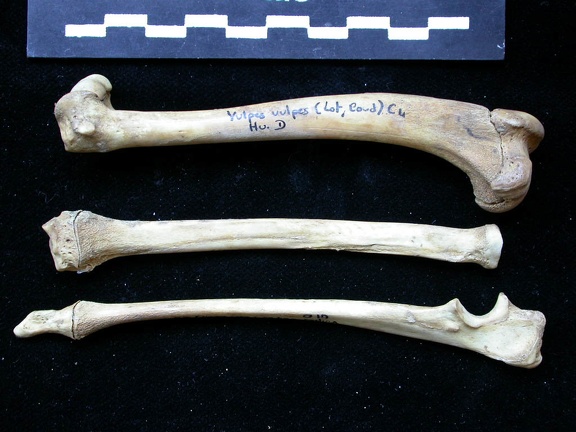 Humerus,radius and ulna