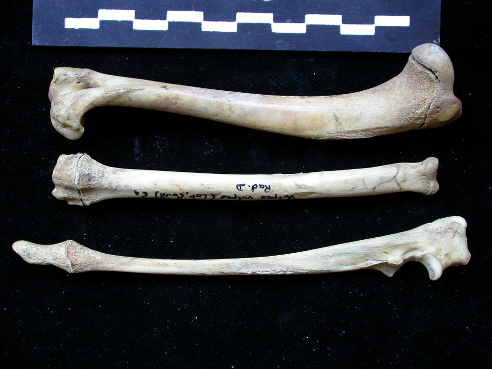 Humérus, radius et ulna (10940 visites) Vulpes vulpes - Jeune adulte - Éléments droitsCollection : Maison Méditerranéenne des Sciences d... Humérus, radius et ulna