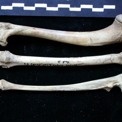 Humérus, radius et ulna (11108 visites) Vulpes vulpes - Jeune adulte - Éléments droitsCollection : Maison Méditerranéenne des Sciences d... Humérus, radius et ulna