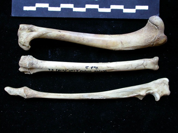 Humérus, radius et ulna (11109 visites) Vulpes vulpes - Jeune adulte - Éléments droitsCollection : Maison Méditerranéenne des Sciences d... Humérus, radius et ulna