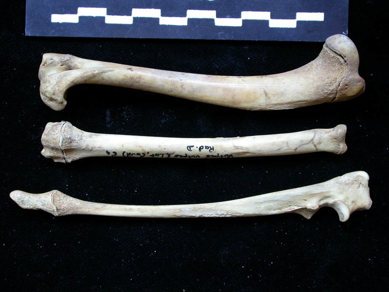 Humérus, radius et ulna (10981 visites) Vulpes vulpes - Jeune adulte - Éléments droitsCollection : Maison Méditerranéenne des Sciences d... Humérus, radius et ulna
